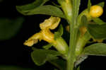 Mullein foxglove